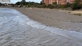 Low tide revealing the rippled sands, seagulls gathering along the shore, and the gentle waves rolling in 🌊✨ Nature’s calm moments by the waterfront. #LowTide #CoastalVibes #SeasideViews #Waterfront #NaturePhotography #BeachLife #OceanMood #SeaScape #TideAndTime #NatureLovers #SereneScenes #WavesAndSand