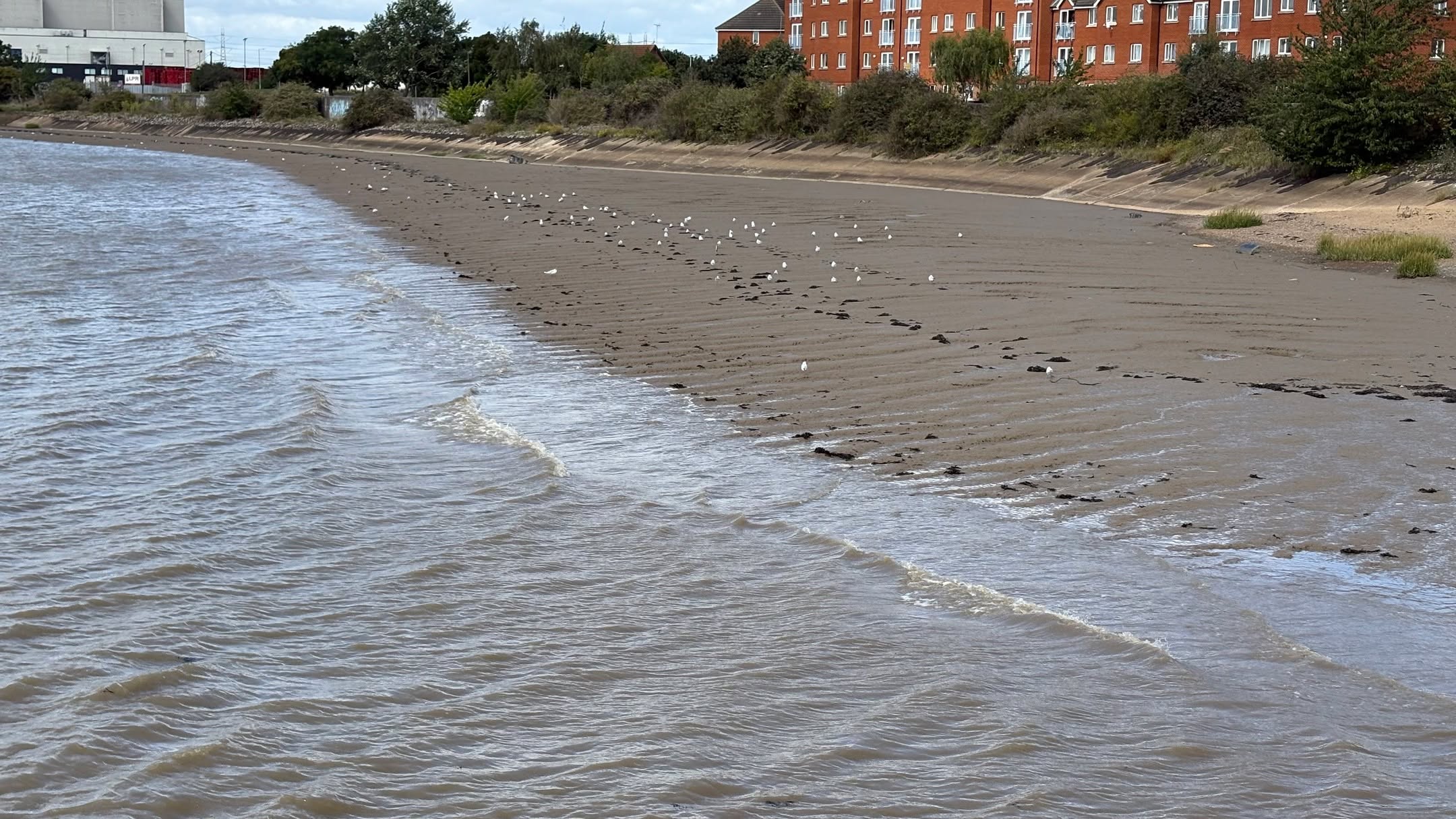 Low tide revealing the rippled sands, seagulls gathering along the shore, and the gentle waves rolling in 🌊✨ Nature’s calm moments by the waterfront. #LowTide #CoastalVibes #SeasideViews #Waterfront #NaturePhotography #BeachLife #OceanMood #SeaScape #TideAndTime #NatureLovers #SereneScenes #WavesAndSand